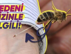 Arılar Bizi Sokunca Neden İğnelerini Çıkaramayıp Ölürler?