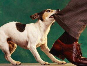 Köpek Taarruzlarının Nedeni Hakkında Kritik Araştırma: Gelecekte Daha Fazla Olabilir