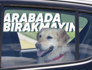 Yaz Günlerinde Evcil Hayvanlarınızı Sıcaklardan Korumanızı Sağlayacak Hayati Tavsiyeler
