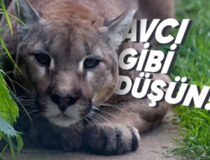 Gündelik Hayatta Fark Etmeden Hepimizin Sık Sık Yaptığı Kusur: Aptal Puma Sendromu