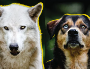 Dik Kulaklı Kurtlardan Evcilleşen Köpekler Nasıl Oluyor da Sarkık Kulaklara Sahip Olabiliyor?