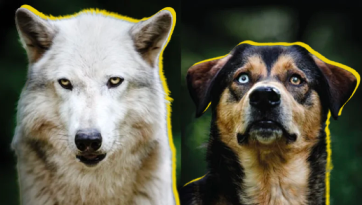 Dik Kulaklı Kurtlardan Evcilleşen Köpekler Nasıl Oluyor da Sarkık Kulaklara Sahip Olabiliyor?