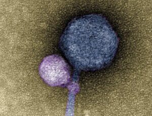 Faal Hale Gelmek İçin Öteki Virüsleri Isıran “Vampir” Virüs Keşfedildi
