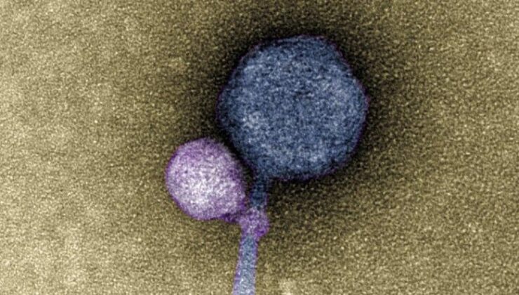 Faal Hale Gelmek İçin Öteki Virüsleri Isıran “Vampir” Virüs Keşfedildi