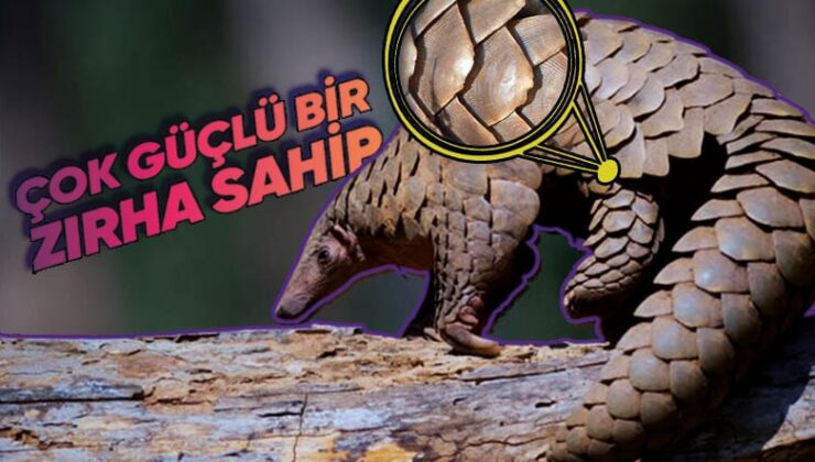 Tehlikelere Karşı Uyguladıkları Savunma Tekniklerine Hem Gülüp Hem Şaşırabilirsiniz: Pangolinler Hakkında 9 Farklı Bilgi