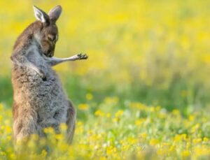 Yılın En Komik Hayvan Fotoğrafları Muhakkak Oldu: İşte Komik Yırtıcı Hayat Fotoğrafçılığı Ödülleri’nin Kazananları