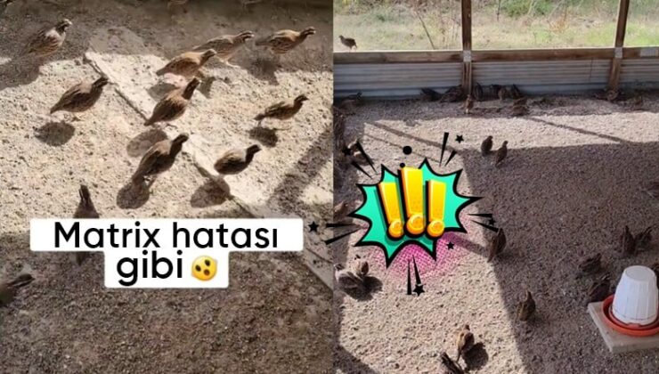 Birdenbire Duraksayan Kuş Sürüsü Görüntüsü Viral Oldu: Pekala Bu Gizemin Bilimsel Açıklaması Ne?