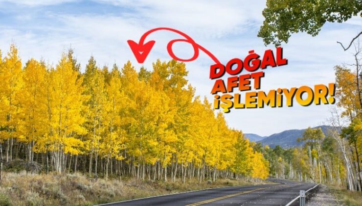 Dünyadaki En Yaşlı Organizma Olan “Pando”yla Tanışın: 80.000 Yıldır Kendini Klonluyor!