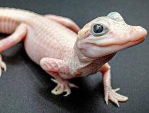 Dünyanın En Az Görülen Timsahı ile Tanışın: Mavi Gözlü, Beyaz Ciltli…