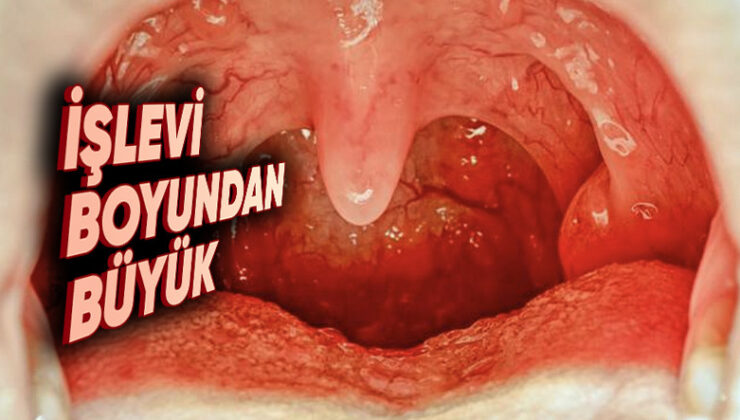 Ağız Boşluğumuzda Yer Alan ‘Küçük Dilimiz’ Tam Olarak Ne İşe Yarıyor, Olmasaydı Ne Olurdu?