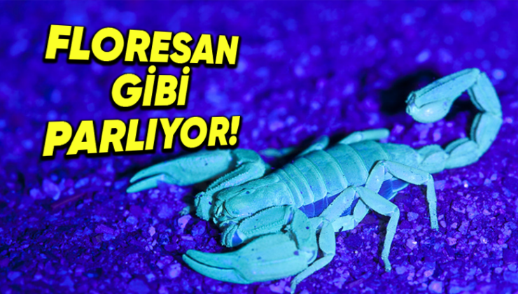 Akreplerin Karanlıkta, Tıpkı Bir Floresan Üzere Parlamasının Ardında Hangi Sebepler Var?