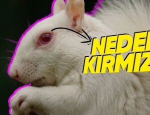 Albino Hayvanların Gözleri Neden Kırmızı Olur?