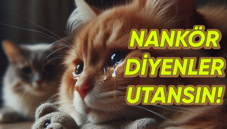 Bir de Nankör Derler: Kedilerin, Konuttaki Öbür Canlıların Vefatına Yas Tuttuğu Ortaya Çıktı