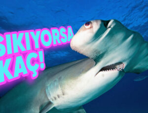 Çekiç Başlı Köpek Balıklarının Başları Neden Öbür Balıklara Nazaran Bu Kadar Farklı? Garip Görünümlerinin Avantajları Büyük!