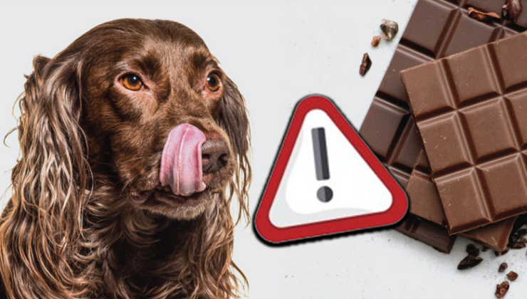 Çikolata, Neden Köpeklerin Asla Yememesi Gereken Besinler Ortasındadır?