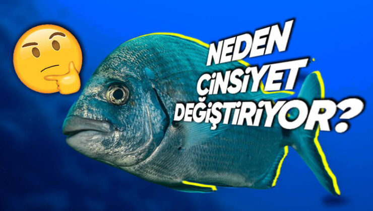 Çipuraların Doğduktan Bir Mühlet Sonra Neden Cinsiyet Değiştirdiklerini Öğrenince Ağzınız Açık Kalacak!