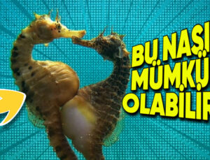 Denizatlarının Midesi Yoksa Nasıl Yemek Yiyorlar? Hayal Etmesi Bile İmkansız Gibi!