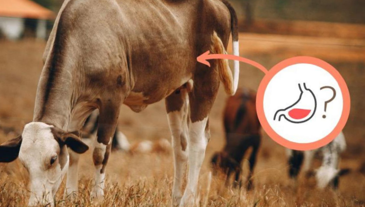 İneklerin, Birden fazla Hayvandan Farklı Olarak Neden 4 Kısımlı Bir Midesi Vardır?