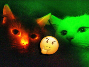 Kediler Hakikaten de Karanlıkta Aydınlık Kadar Güzel Görebiliyor mu? (Evden Çıkarken Işığı Ona Nazaran Açık Bırakırsınız Artık.)