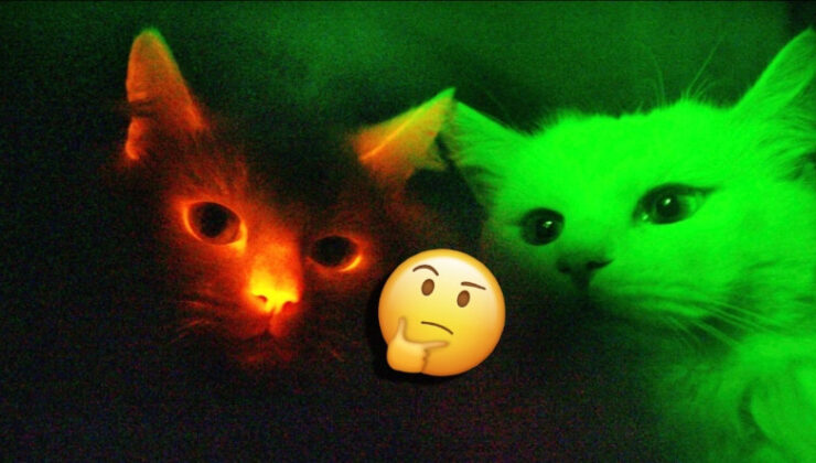 Kediler Hakikaten de Karanlıkta Aydınlık Kadar Güzel Görebiliyor mu? (Evden Çıkarken Işığı Ona Nazaran Açık Bırakırsınız Artık.)