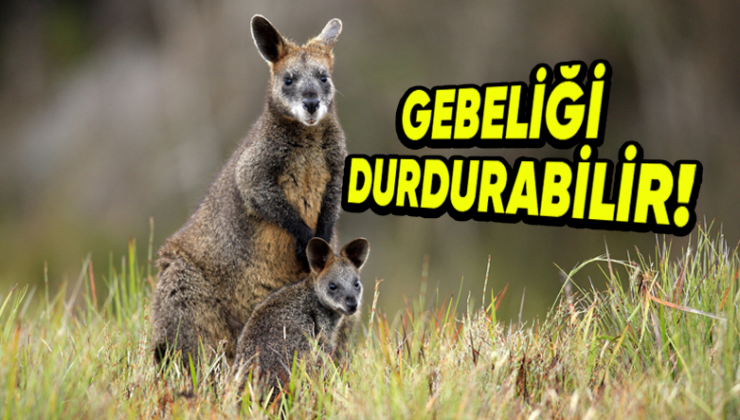 Kimi Hayvanlar Gebeliklerini Nasıl Oluyor da İstedikleri Vakit Durdurup Sonrasında Devam Ettirebiliyor?