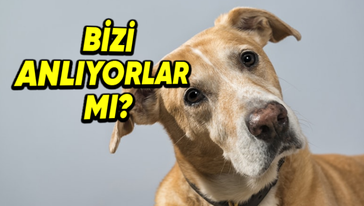 Köpekler, Onlara Söylediğimiz Sözlerin Ne Manaya Geldiklerini Anlayıp Zihinlerinde Canlandırabiliyor mu?