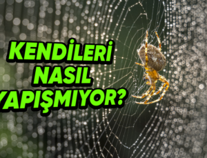 Örümcekler Nasıl Oluyor da Kendi Ördükleri Ağlara Yapışıp Kalmıyor?