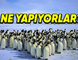 Penguenler Neden Makul Aralıklarla Toplanıp Öylece Beklerler?