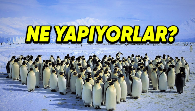 Penguenler Neden Makul Aralıklarla Toplanıp Öylece Beklerler?