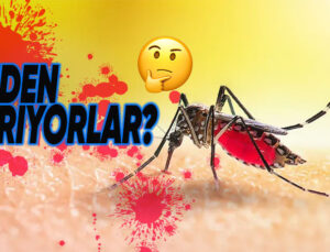 Sivrisinekler Neden Güya Dünyada Diğer Bir Besin Yokmuşçasına Kanımızı Emerek Besleniyor?