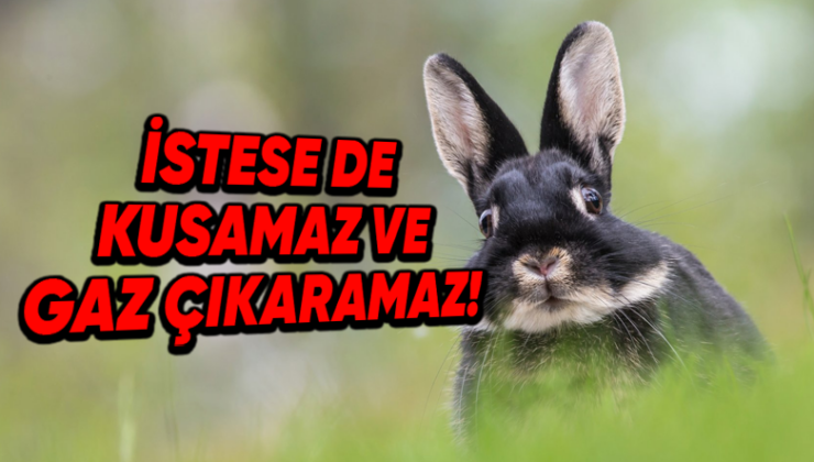 Tavşanlar Neden Asla Kusamaz ve Gaz Çıkaramaz?