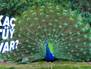 Tavus Kuşları Neden Kuyruklarını Açıp Gösteriş Yaparlar? Hedefleri Yalnızca Kur Yapmak Değil!