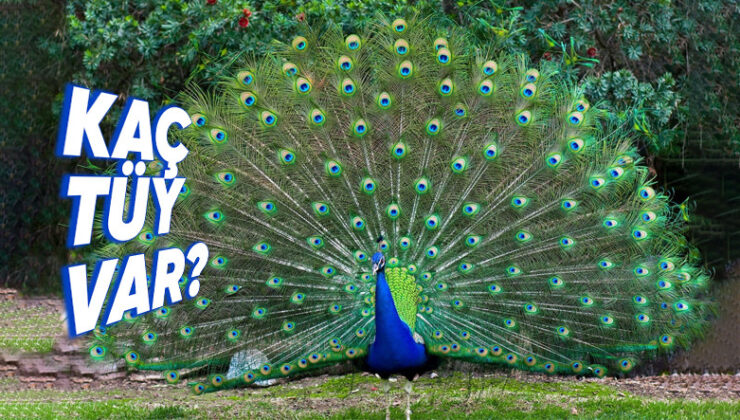 Tavus Kuşları Neden Kuyruklarını Açıp Gösteriş Yaparlar? Hedefleri Yalnızca Kur Yapmak Değil!