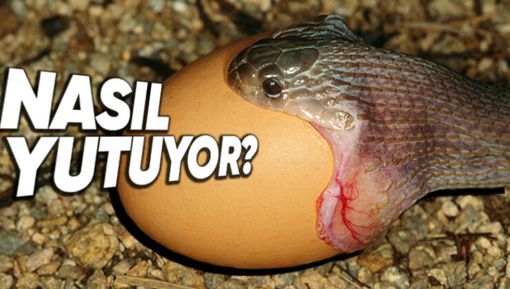 Yılanlar Nasıl Oluyor da Kendilerinden Tonlarca Büyük Şeyleri Sindirebiliyorlar?