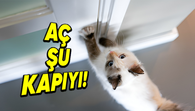 Arka Arda Gelen Miyavlamalardan Fazlası: Kediler Kapalı Bir Kapının Gerisinde Kaldığında Neden Âdeta Mecnuna Döner?
