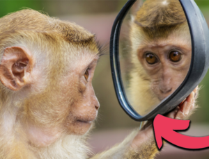 Aynaya Bakan Hayvanlar Kendilerini Tanıyabilir mi? Yoksa Onlar İçin Bu Yansıma, Bir Öteki Canlıya mı İlişkin?