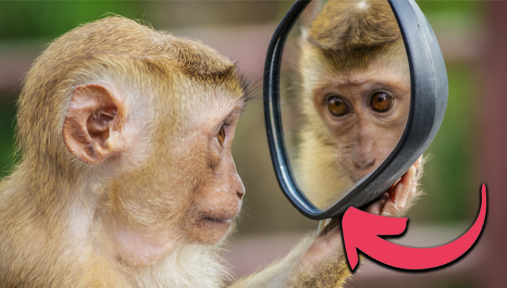 Aynaya Bakan Hayvanlar Kendilerini Tanıyabilir mi? Yoksa Onlar İçin Bu Yansıma, Bir Öteki Canlıya mı İlişkin?