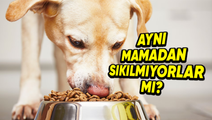 Beşerler Birebir Yemeği Daima Yemekten Sıkılırken, Evcil Hayvanlar Her Gün Birebir Mamayı Yemekten Sıkılmıyor mu?