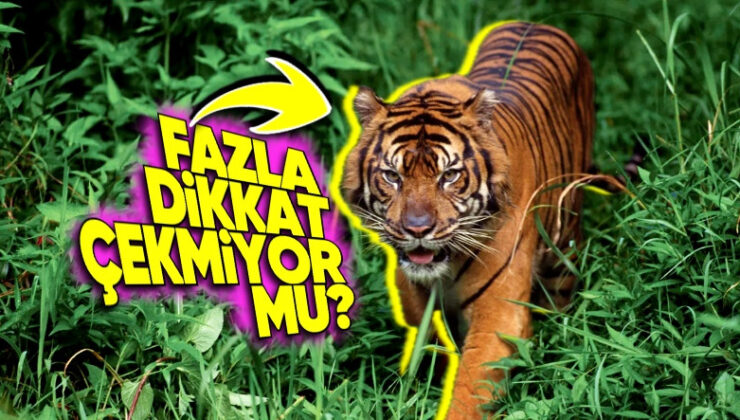 Kamuflajlarını Bozmasına Karşın Kaplanlar Neden Yeşil Değil de Turuncu? (Bizim Gördüğümüzden Ötesi Var!)