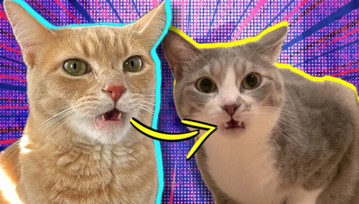 Komik Göründüğü Kadar Değerli Bir Maksadı Var: Kediler Bir Şeyi Koklarken Neden Ağızlarını da Açıyor?