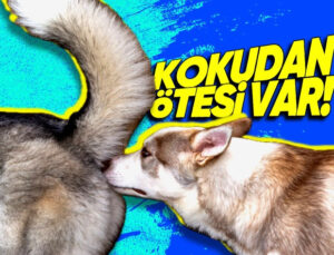 Köpeklerin Birbirinin Poposunu GBT Sorgular Üzere Koklamasının Sebebi Ne?