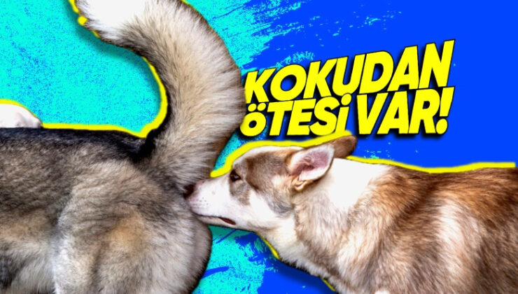 Köpeklerin Birbirinin Poposunu GBT Sorgular Üzere Koklamasının Sebebi Ne?