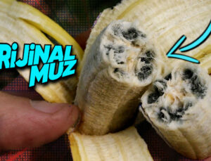 Neredeyse Tüm Meyvelerde Çekirdek Varken Muzlarda Neden Yok? Üstelik Bu Formda Nasıl Çoğalabiliyorlar?