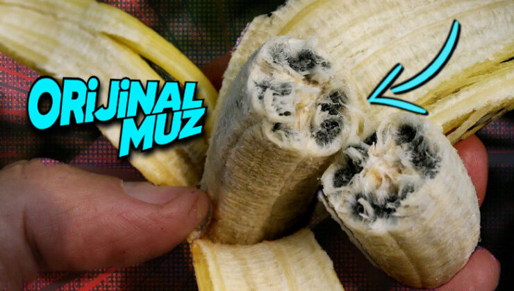 Neredeyse Tüm Meyvelerde Çekirdek Varken Muzlarda Neden Yok? Üstelik Bu Formda Nasıl Çoğalabiliyorlar?