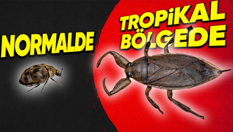 Olağanda Küçük Boyutlarda Olan Böcekler Tropikal Bölgelerde Nasıl Oluyor da Devasa Boyutlara Ulaşıyor?