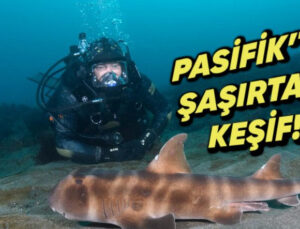 Pasifik Okyanusu’nun Derinliklerinde ‘Hayalet Köpekbalığı’ Keşfedildi