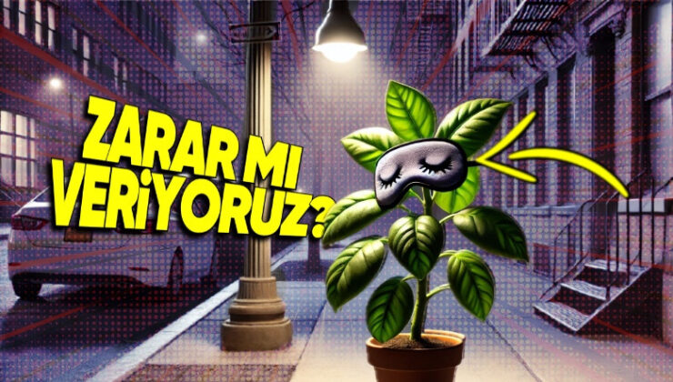 Sokak Lambaları, Tıpkı Bizim Üzere Uyku Döngüleri Olan Bitkilerin Geceleri Uyanık Kalmasına mı Sebep Oluyor?