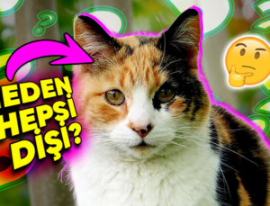 Üç Renkli Kedilerin Birçok Neden Daima Dişidir? Bilimsel Sebebini Açıklıyoruz!