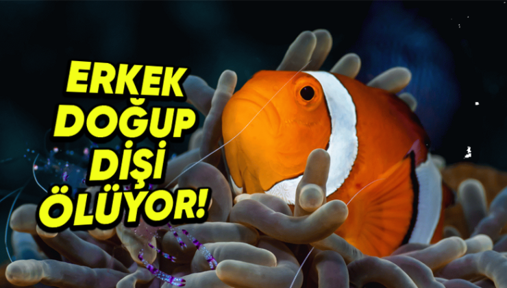 Cinsiyet Değiştirebilen 7 Hayvanı Derledik: Pekala Bunu Nasıl Yapabiliyorlar?