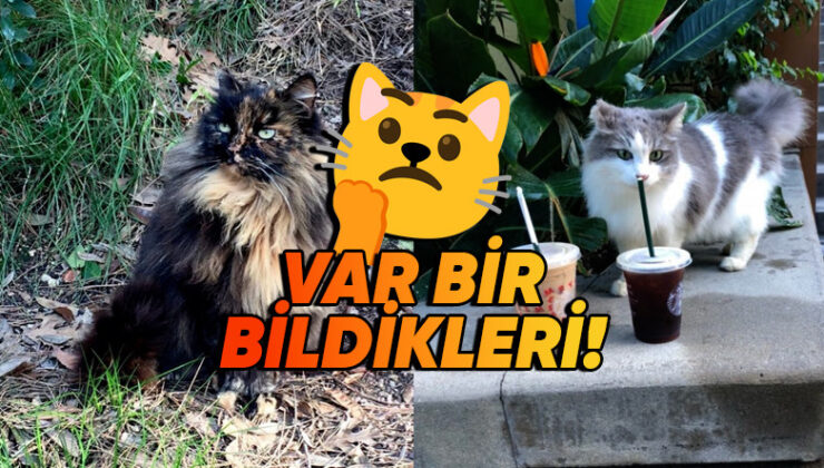 Çocukların Cümbüş Alanı Disneyland’ta Nasıl Oluyor da 200 Yabani Kedinin Gezmesine Müsaade Veriyorlar?